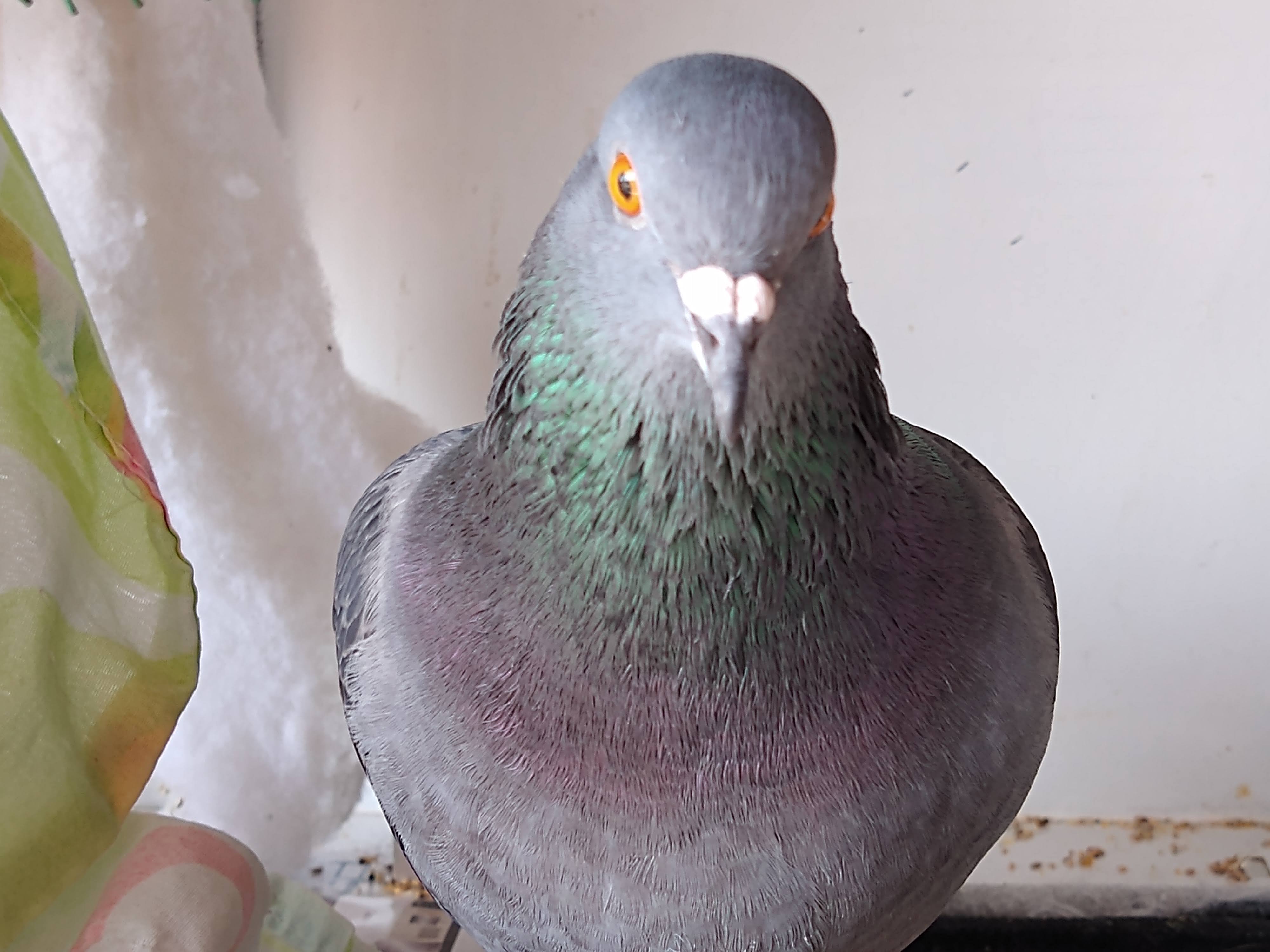 Pombo acolhido e observado de perto